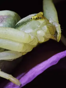 Translucent Crab Spider | lawton.art