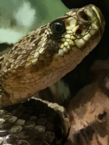 Resting Diamondback Rattlesnake | lawton.art