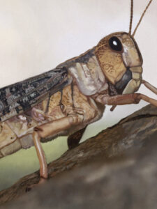 Wary Grasshopper | lawton.art