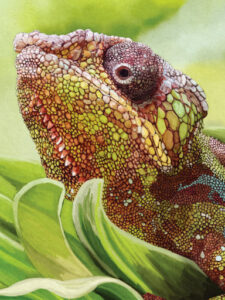 Curious Panther Chameleon | lawton.art
