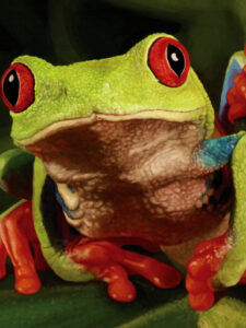Stubborn Red-Eyed Tree Frog | lawton.art