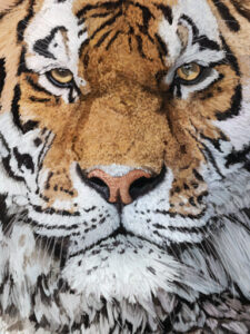 Siberian Tiger | lawton.art