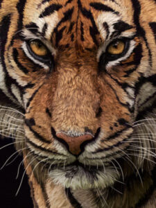Fearsome Sumatran Tiger | lawton.art