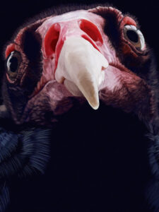 Friendly Turkey Vulture | lawton.art
